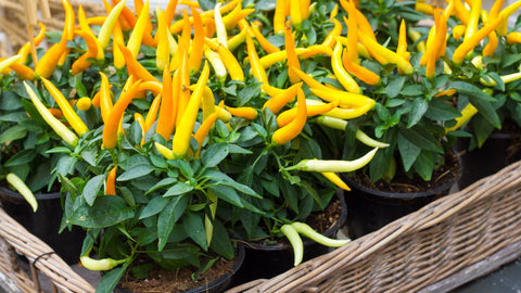 pepper plants in raised garden bed