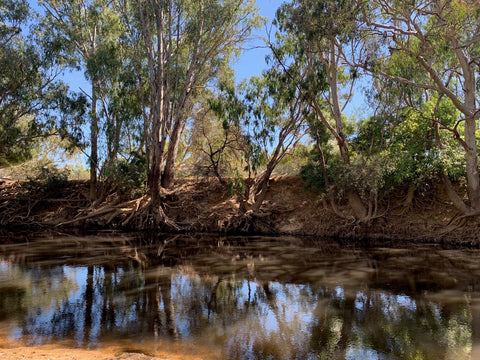 australian bush inspires sherrens art
