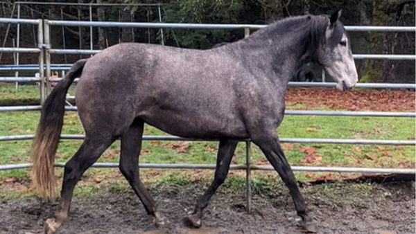 Dr. Sara's Mare working again in muddy conditions after using Equina Immunopro