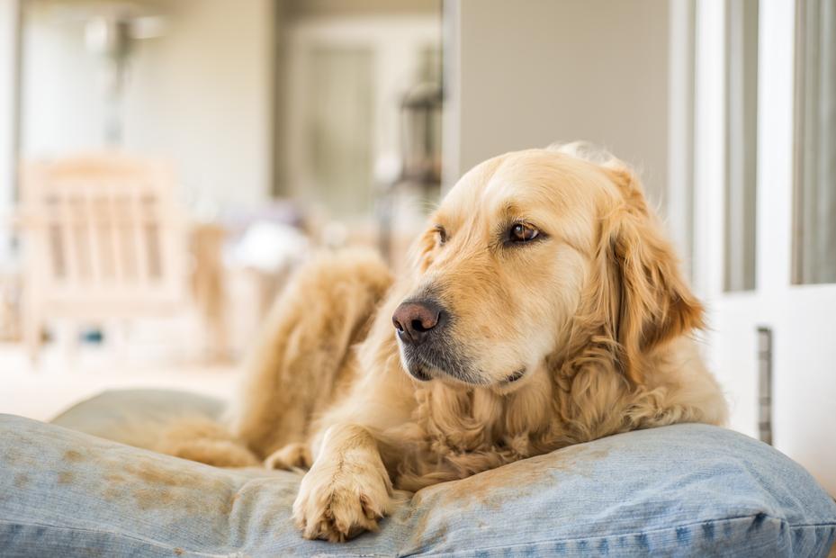 how do you know if your dog has arthritis