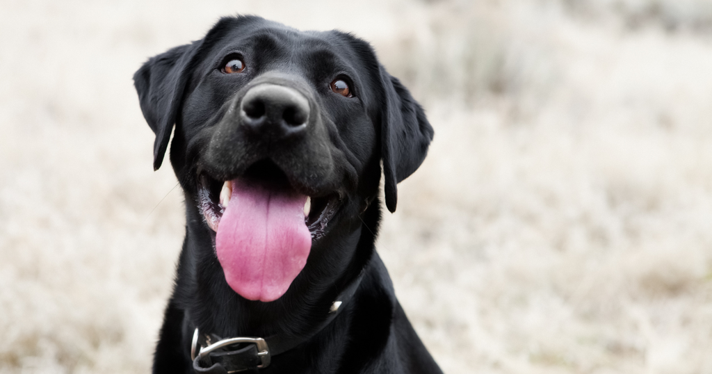 happy dog