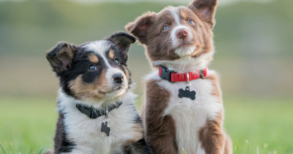 two puppies