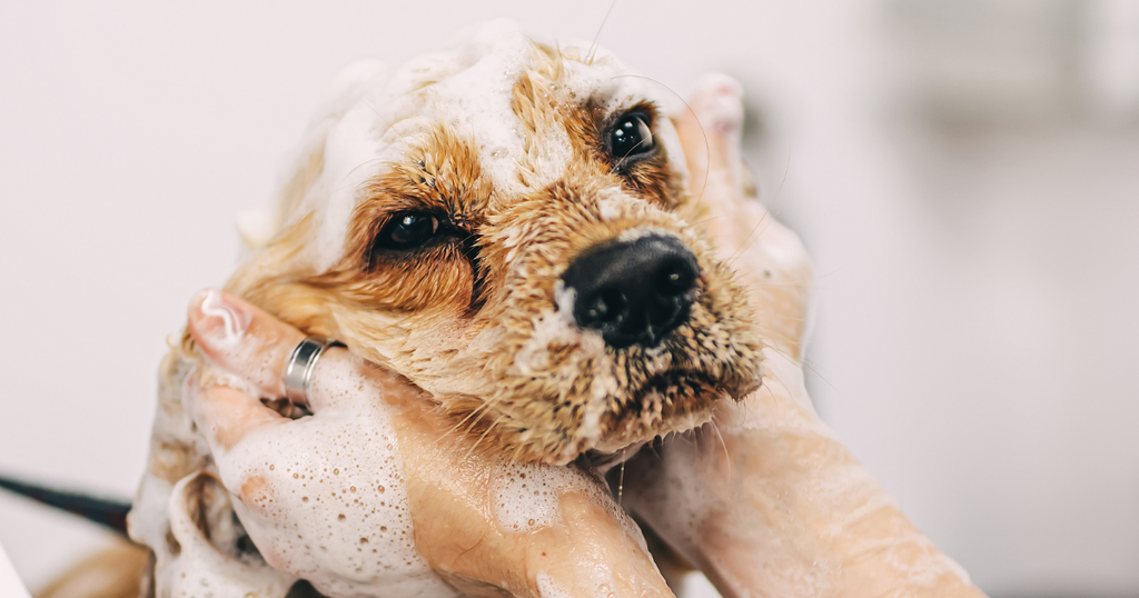 Groom Your Dog Regularly