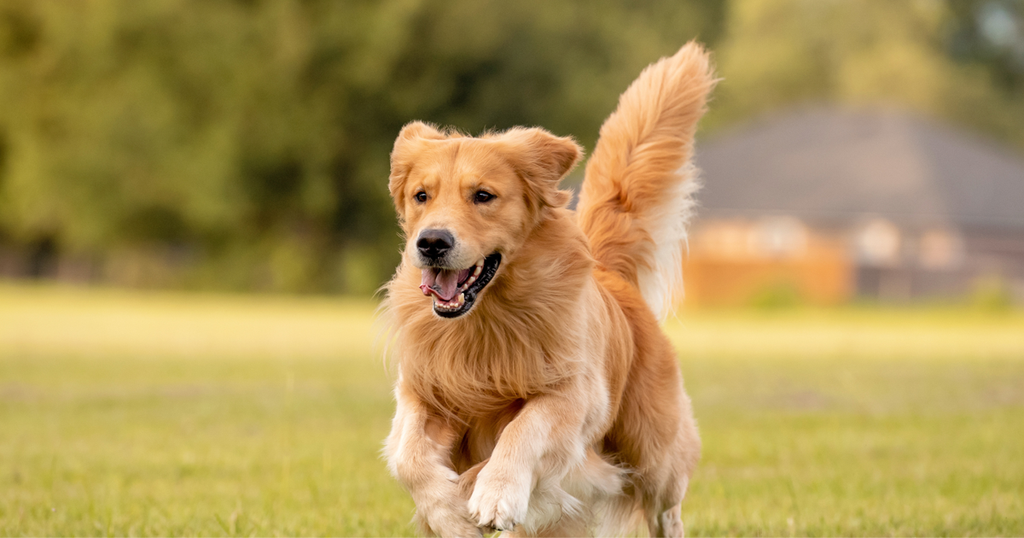 Golden Retriever