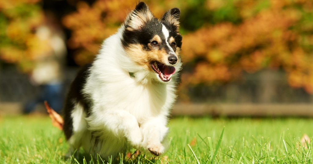 Shetland Sheepdog