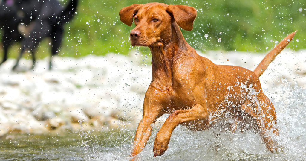 Vizsla