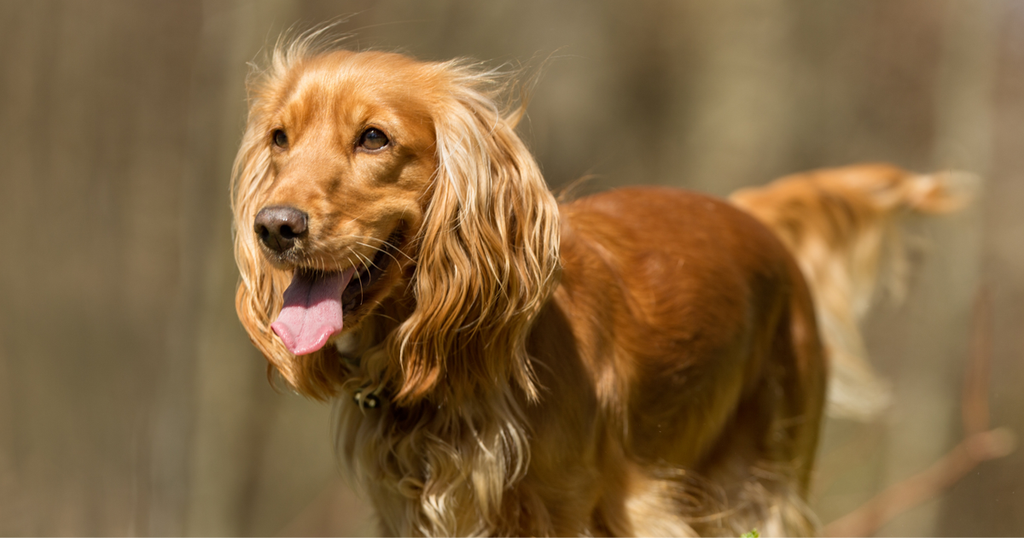 Cocker Spaniel