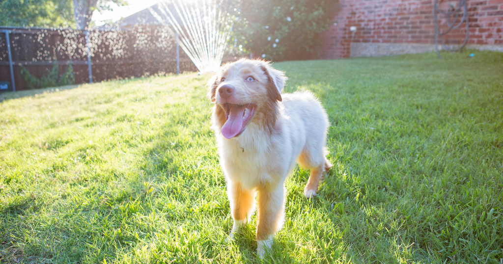 dog in yard