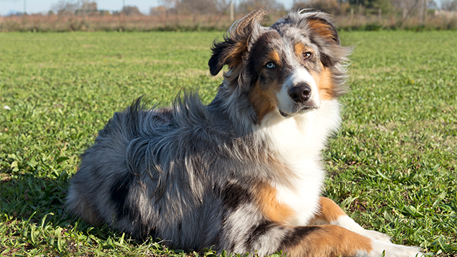 Australian Shepherd