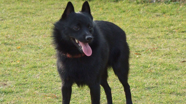 Belgian Schipperke