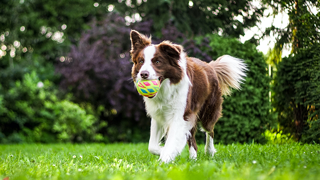 Border Collie