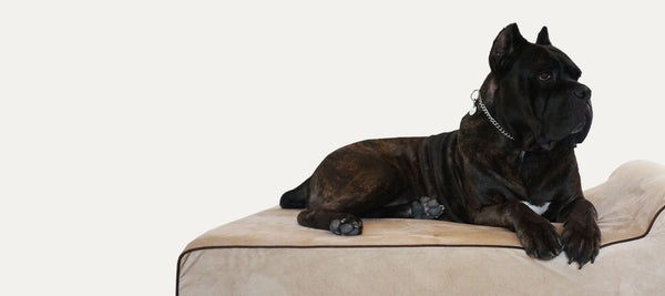 How to Choose the Best Dog Beds for Arthritis