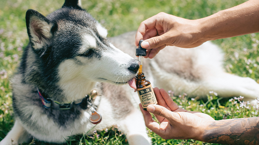 CBD Oil for Dogs