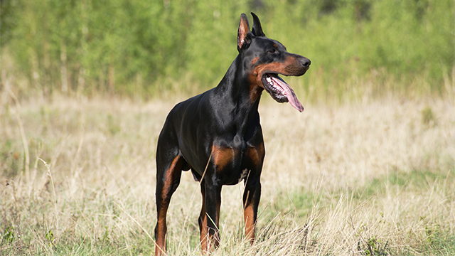 Doberman Pinscher