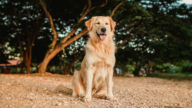 Golden Retriever