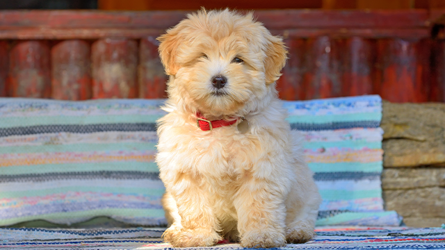 Havanese