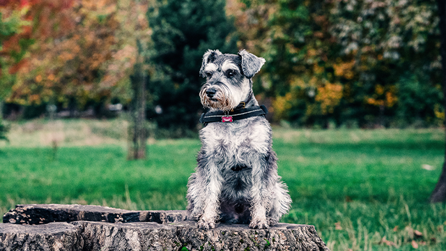 Miniature Schnauzer