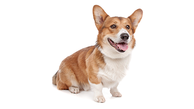 Pembroke Welsh Corgi