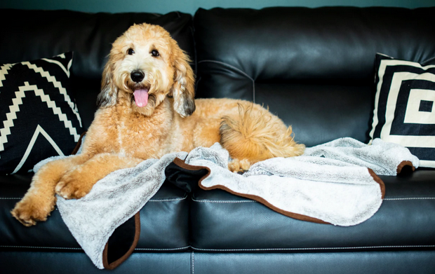 smelly dog remedies