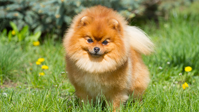 Pomeranian