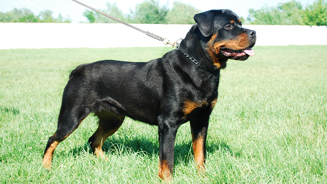 Rottweiler