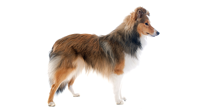 Shetland Sheepdog