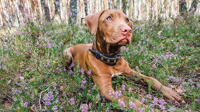 Vizsla