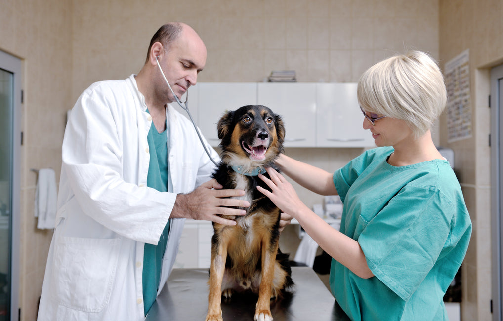 What body parts can arthritis affect in dogs?