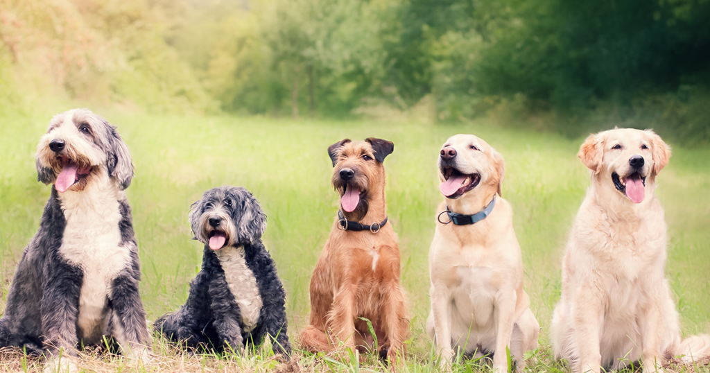 Other Medium Dog Breeds