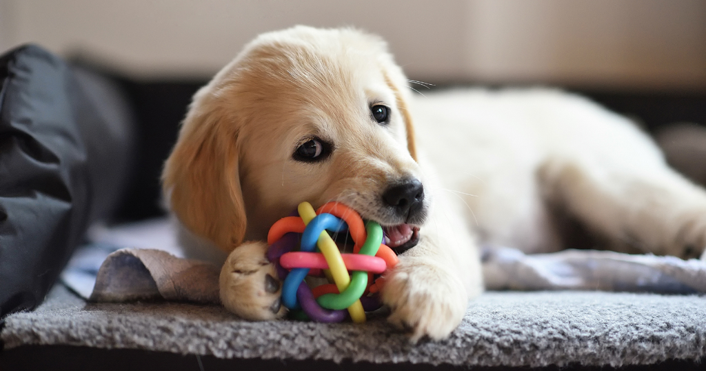 Effective Strategies for Managing Puppy Chewing