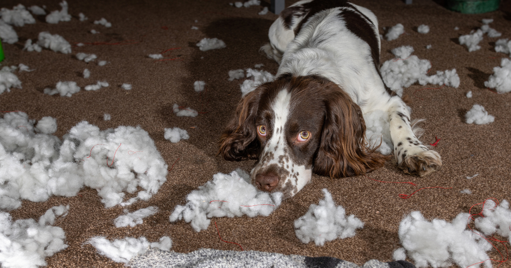 Positive Reinforcement Training Techniques