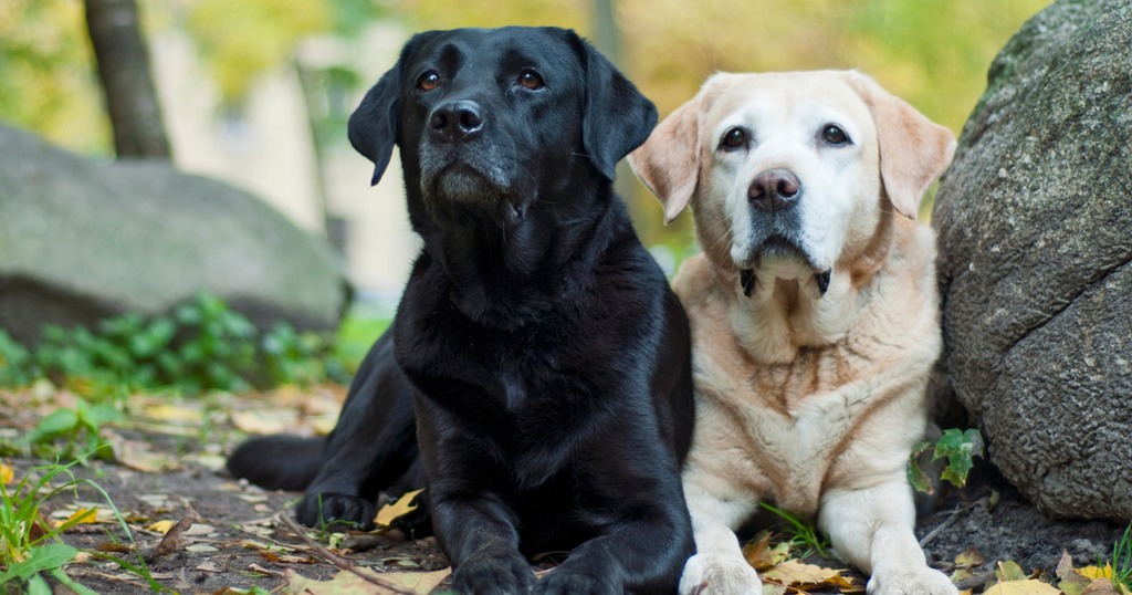 Labrador Retriever