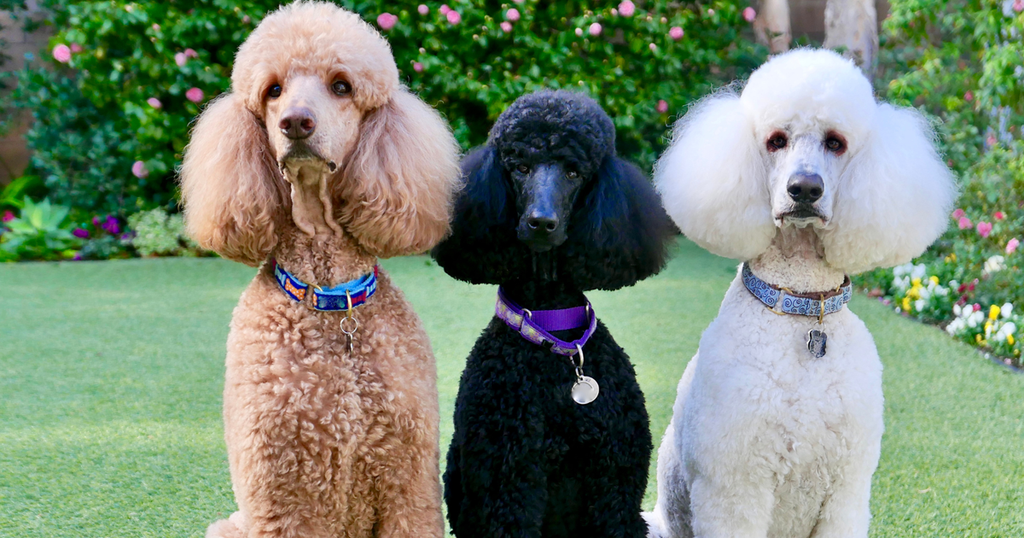 Standard Poodle