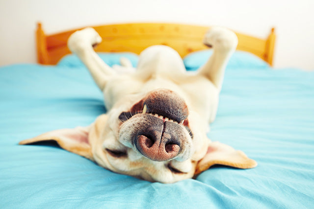 Dog Sleep Apnea