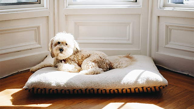 How to Wash Dog Beds Without a Removable Cover