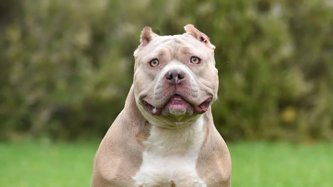 American Bully Breed dog