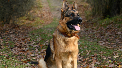 Large dog breeds - canine hip dysplasia