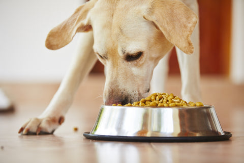 Guide to Your Dog's Urinary Health