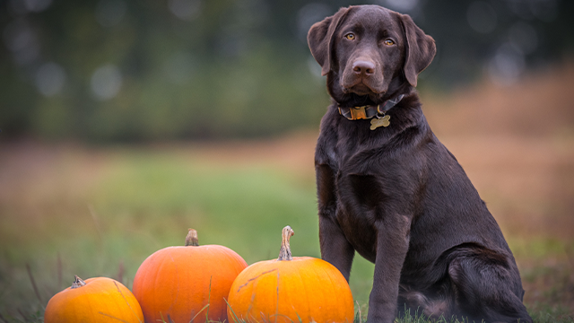 Labrador Retriever