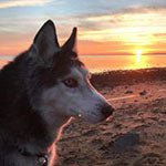 Mishka the Talking Husky