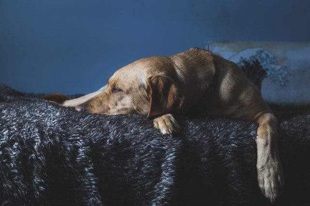 Ways to Change your Dog's Sleeping Habits