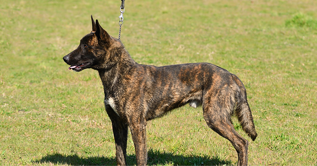 dutch shepherd police dog