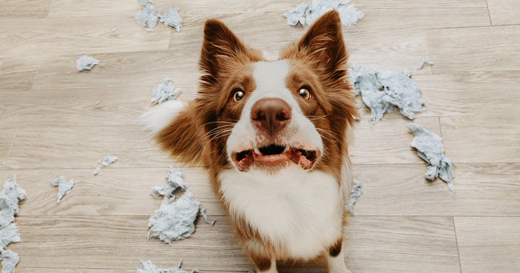 a senior dog with cognitive dysfunction syndrome engaging in destructive behavior