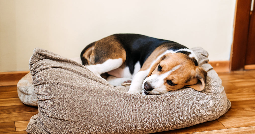 a lethargic dog with intestinal worms