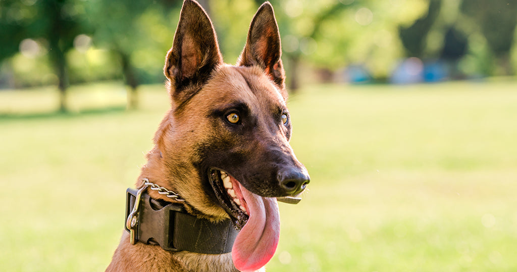 A Belgian Malino police dog