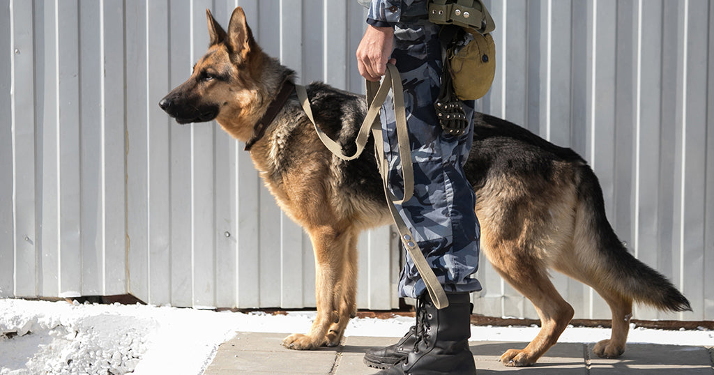 a German Shepherd police dog with its handler