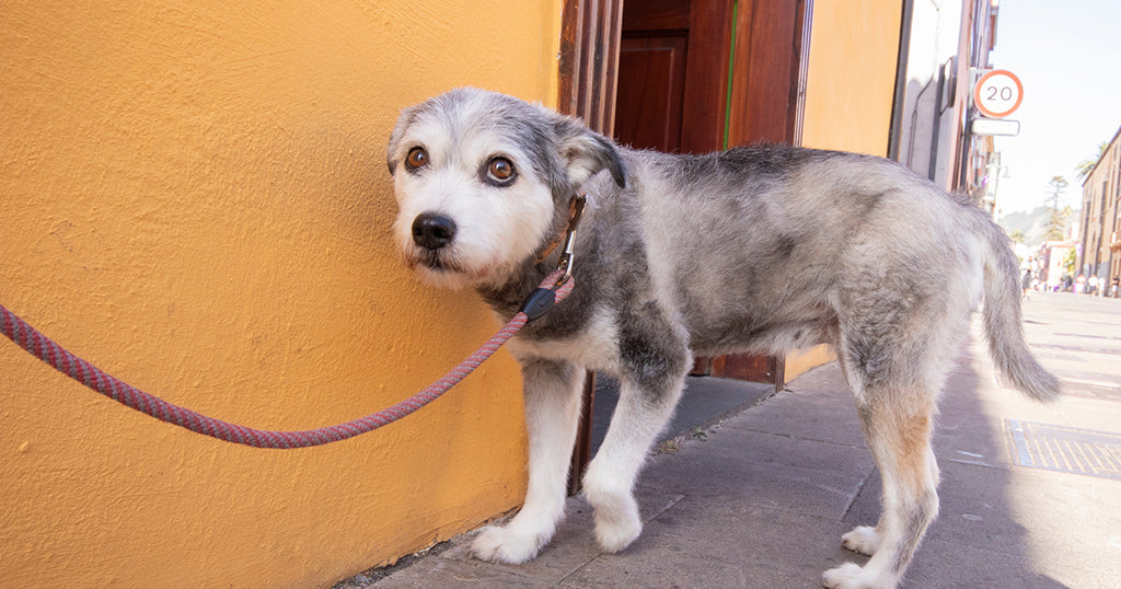 a senior dog showing anxiety symptoms