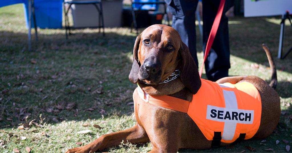 bloodhound search and rescue dog