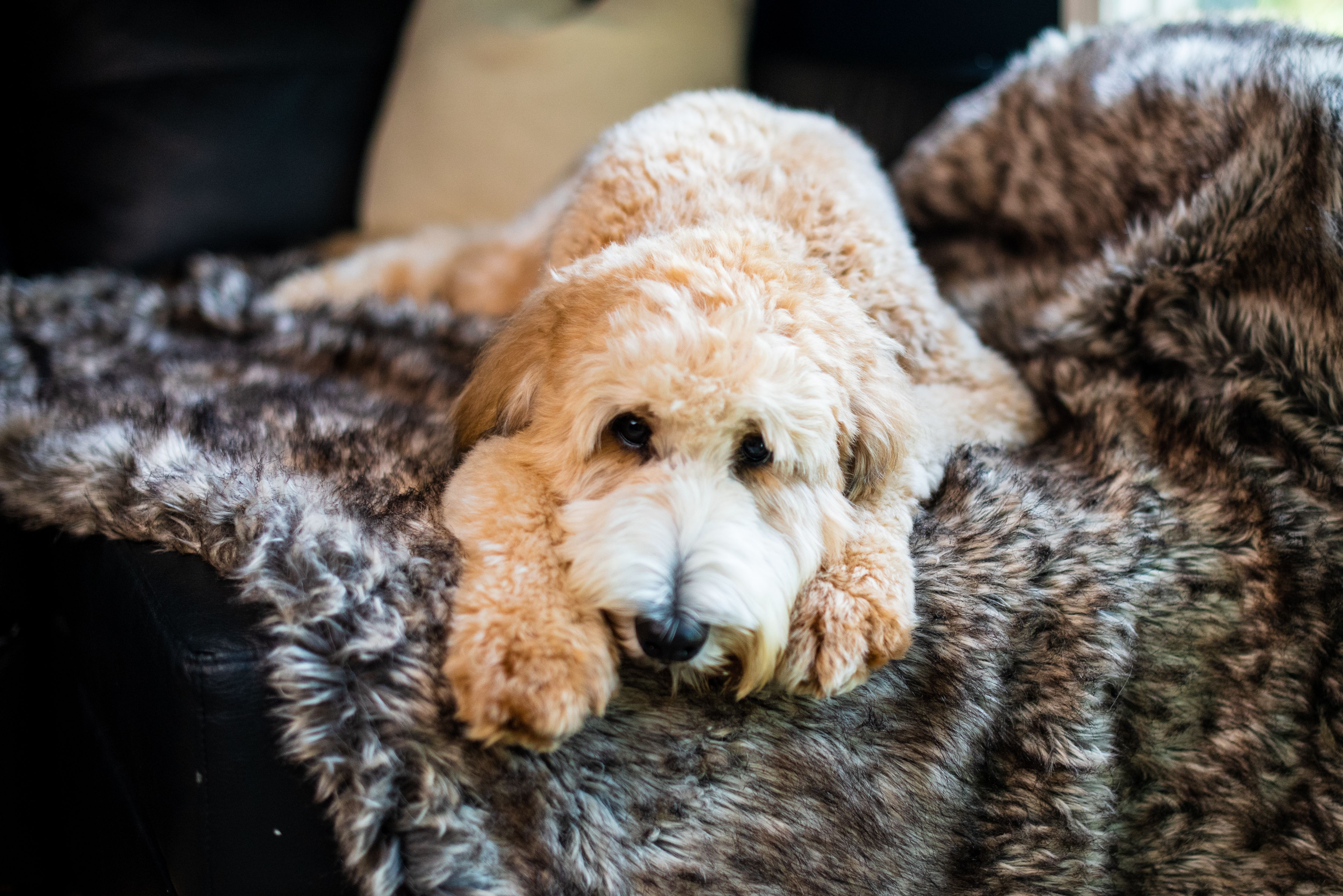 Dog sleeping with blanket