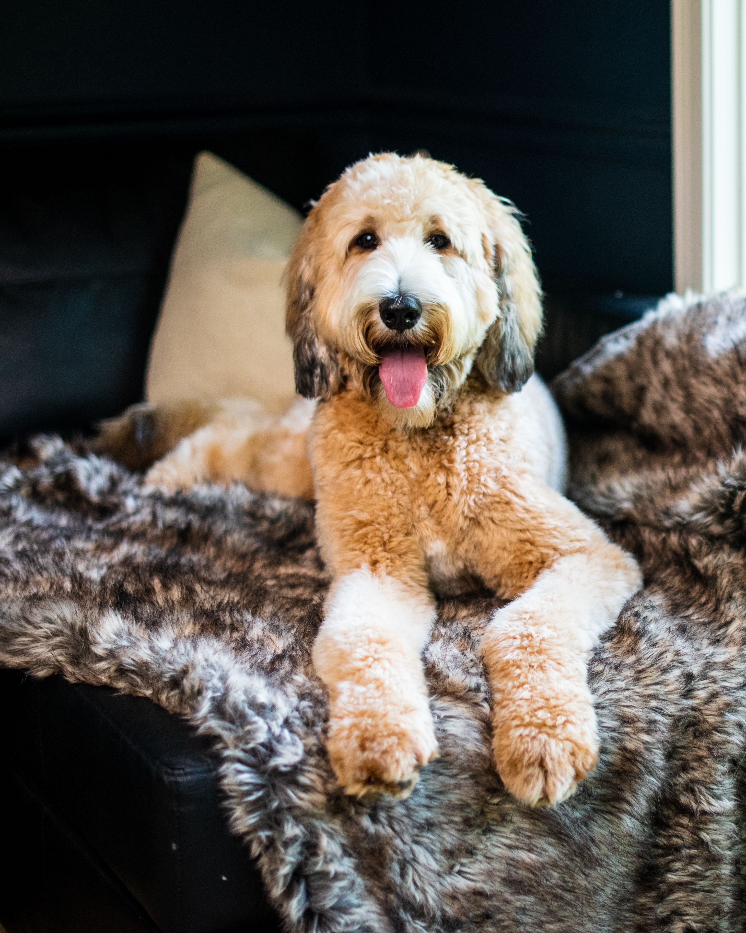 Waterproof Faux Fur Dog Blanket - Bullybeds.com product image